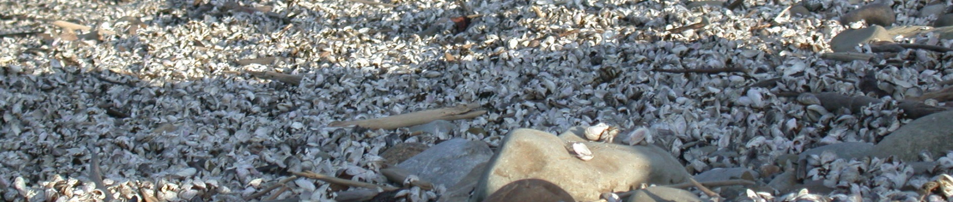photo of invasive species on a beach
