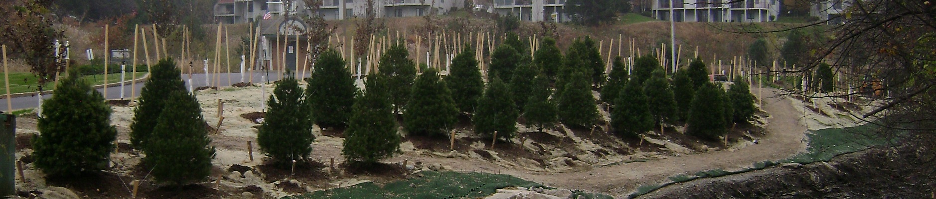 photo of trees